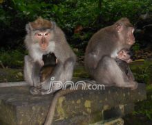 Belasan Monyet Liar Serang Balita - JPNN.com