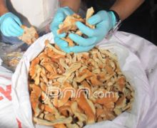 Tim Satgas Pangan Bongkar Gudang Roti Kedaluwarsa - JPNN.com