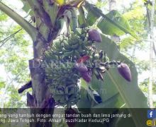 Langka Tapi Nyata, Pohon Pisang Berjantung Lima - JPNN.com