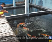 Budidaya Ikan Koi, Omzet Puluhan Juta Rupiah per Bulan - JPNN.com