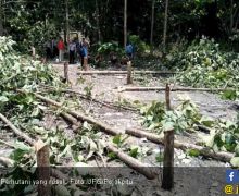 Ratusan Pohon Jati Perhutani Dihancurkan Orang Tak Dikenal - JPNN.com
