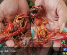 Kasus Penyelundupan di Laut Didominasi Benih Lobster dan Kepiting Bertelur - JPNN.com