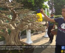 Bonsai Anting Putri Ditawar Rp 1 Miliar tapi Masih Sayang - JPNN.com