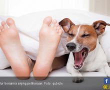 3 Alasan Jangan Tidur Bersama Anjing Anda - JPNN.com