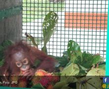 Penyeludupan 3 Orang Utan hingga Binturong Digagalkan di Riau - JPNN.com