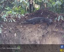 Sepasang Buaya Ikan Bersarang di Tepi Sungai, Warga Resah - JPNN.com