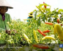 Raker Bareng Kementan, Anggota Komisi IV DPR Singgung Kesejahteraan Petani & Harga Cabai Rawit - JPNN.com