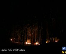 Ada yang Sengaja Membakar Puluhan Hektar Hutan Rakyat - JPNN.com