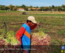 Dua Tahun Program Food Estate, Produktivitas Petani Meningkat - JPNN.com