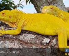 Wow, Harga Iguana Albino Bisa Sampai Rp 50 Juta - JPNN.com