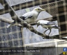 BKSDA Jatim Bantah Ratusan Burung Sitaan Mati - JPNN.com