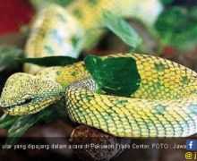 Adu Cantik si Hewan Reptil - JPNN.com