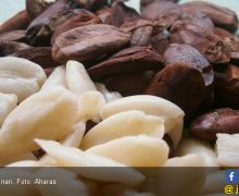 14 Khasiat Rutin Makan Kacang Kenari, Cegah Serangan Penyakit Kronis Ini - JPNN.com