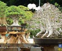 Mau Lihat Ratusan Bonsai Cantik? Yuk Datang Ke Taman Surya - JPNN.com