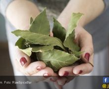 Usir Tikus yang Berkeliaran di Rumah dengan Menggunakan 4 Bahan Alami Ini - JPNN.com