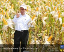 Soal Impor Jagung, Mentan Amran: Data yang Disampaikan Jokowi Itu Benar - JPNN.com