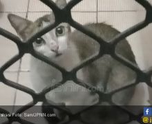 Polisi Buru Pria Pemakan Kucing Hidup Hingga ke Banten - JPNN.com