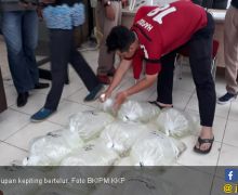 KKP Gagalkan Penyelundupan Kepiting Bertelur di Medan dan Balikpapan  - JPNN.com