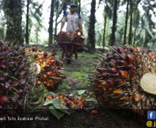 Harga TBS Meroket, Petani Kelapa Sawit di Kaltim Senang - JPNN.com