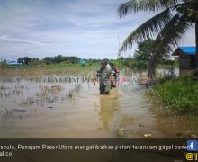Banjir Merendam Sawah Seluas 1.500 Hektare, Petani Terancam Gagal Panen - JPNN.com