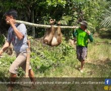 20 Anjing Dikerahkan untuk Memburu Monyet Nakal, Beginilah Akhirnya - JPNN.com