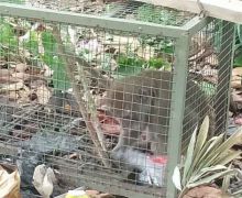 Monyet yang Menyerang Bocah di Bogor Masuk Jebakan - JPNN.com
