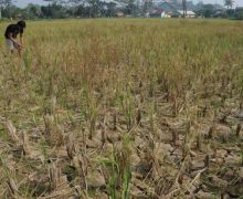 40 Hektare Tanaman Padi di Pandeglang Gagal Panen Akibat Terendam Banjir - JPNN.com