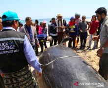 Tujuh Ikan Paus Terdampar di Pulau Sabu, Kondisinya Mengenaskan - JPNN.com