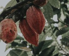 Petani Kakao Gunungkidul Didorong Manfaatkan Fasilitas KUR Pertanian - JPNN.com