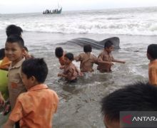 Hiu Tutul Muncul Lagi di Perairan Probolinggo, Para Nelayan Dapat Petunjuk Besar - JPNN.com