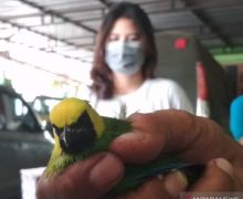 BKSDA Amankan Ribuan Burung Tanpa Dilengkapi Dokumen - JPNN.com