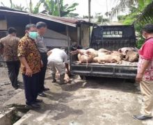 Diserang Hog Cholera, Babi di Sumut Terancam Habis - JPNN.com