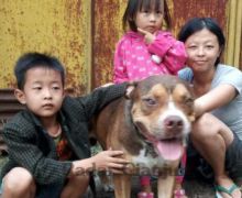 Anjing Pitbull Selamatkan Nyawa Majikannya dari Ular Kobra Berbisa - JPNN.com