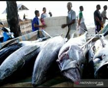 Ekspor Ikan Tuna dari Gorontalo Melonjak - JPNN.com