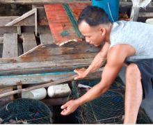 Laut Tercemar Limbah Misterius, Ribuan Ikan Mati Terapung - JPNN.com