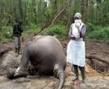 BBKSDA Riau Berhasil Ungkap Penyebab Kematian Gajah di Bengkalis - JPNN.com