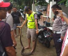 Ular Sanca Datang di Tengah Banjir, Bikin Repot Warga - JPNN.com