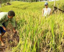 Hamdalah, Sentra Produksi di Sumatra Memasuki Musim Panen, Harga Beras Mulai Turun - JPNN.com
