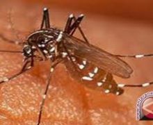 Imbas Pertambangan Tanpa Izin, Kasus Malaria Melonjak di Pohuwato - JPNN.com