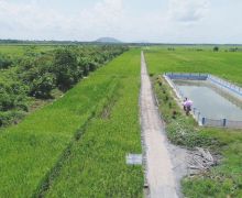 Pemerintah Target Buka Lahan Pertanian Baru di Kalteng - JPNN.com