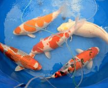 Virus Mengancam, Tiongkok Karantina 290 Ekor Ikan Koi dari Jepang - JPNN.com