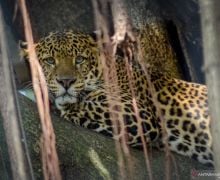 Kebun Binatang Bandung Potong Rusa untuk Makanan Macan - JPNN.com