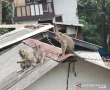 Lihat, Kawanan Monyet Serbu Permukiman Warga, Genting Dirusak, Pakaian Dicuri - JPNN.com