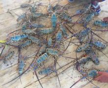 Polresta Bandara Soetta Gagalkan Penyelundupan Baby Lobster, 2 Kurir Diamankan - JPNN.com