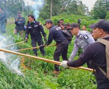 Ladang Ganja 300 Ribu Batang Ditemukan di Tengah Hutan, Langsung Dibakar - JPNN.com