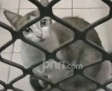 Puluhan Kucing Kejang-kejang & Mati Misterius di Sunter - JPNN.com