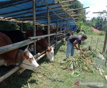 Indonesia Membutuhkan Regenerasi Peternak Muda - JPNN.com