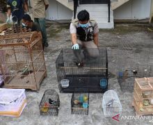 Tim Gabungan Gagalkan Penyelundupan Ratusan Ekor Burung Dilindungi - JPNN.com