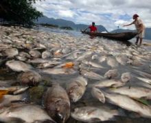 Danau Maninjau Tercemar Akibat Kematian Massal Ikan - JPNN.com