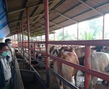 Kunjungi RPH, Kementan Pastikan Ketersediaan Daging Sapi Aman untuk Lebaran - JPNN.com